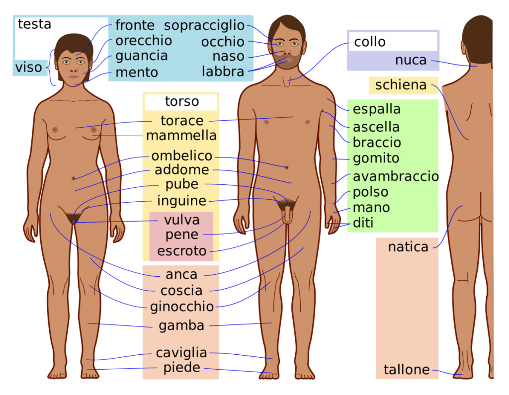 corpo umano