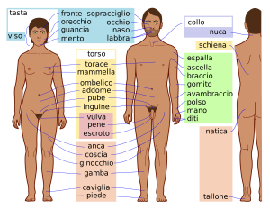 corpo umano
