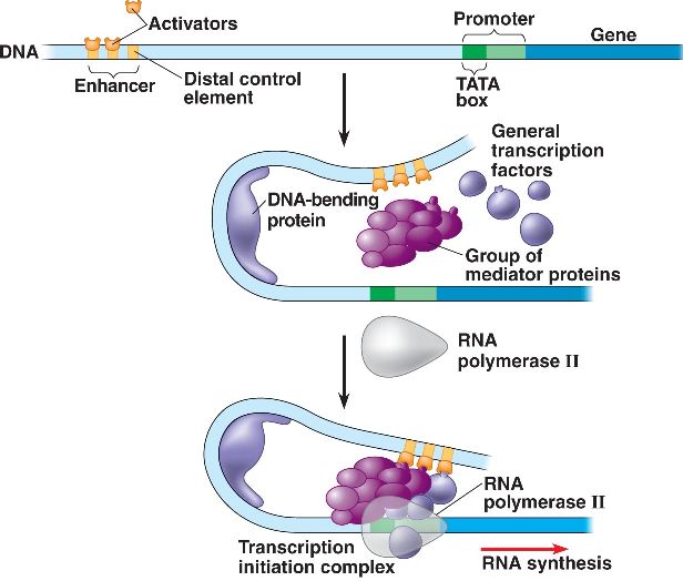 Enhancer